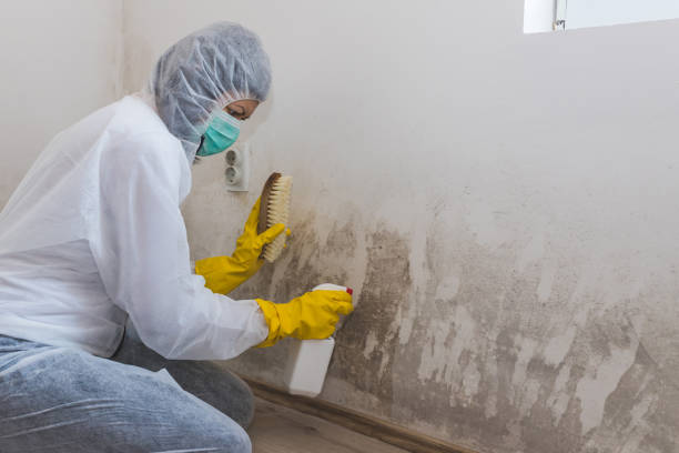 Best DIY Mold Remediation Support Services in Westport, WA