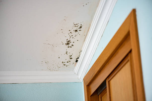 Best Kitchen Mold Remediation in Westport, WA