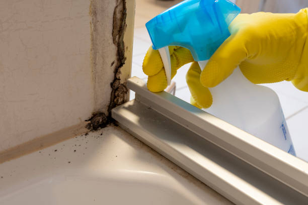 Reliable Westport, WA Mold Remediation Solutions