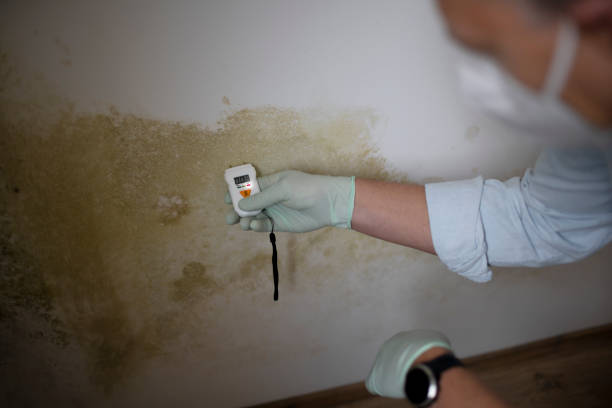 Best Residential Mold Remediation in Westport, WA