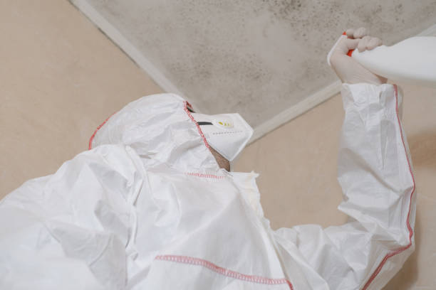 Best Basement Mold Remediation in Westport, WA