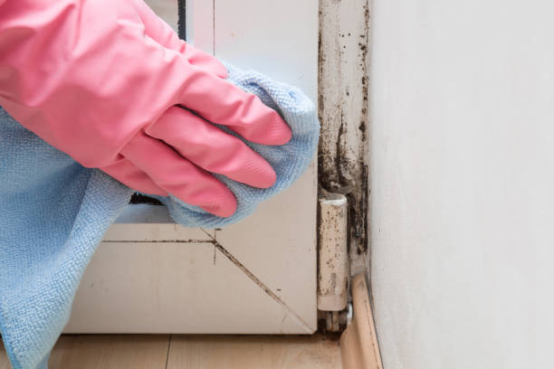Best Kitchen Mold Remediation in Westport, WA